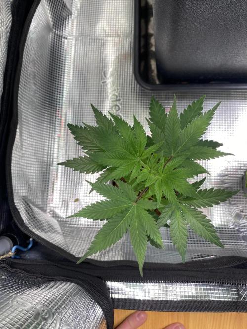 🦍🍪GorillaCookiesFF# Backup cut. Week 3