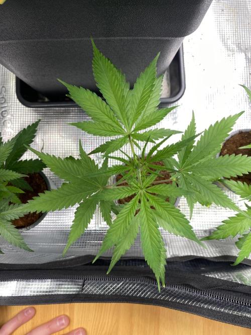 🦍🍪GorillaCookiesFF# Backup cut. Week 3