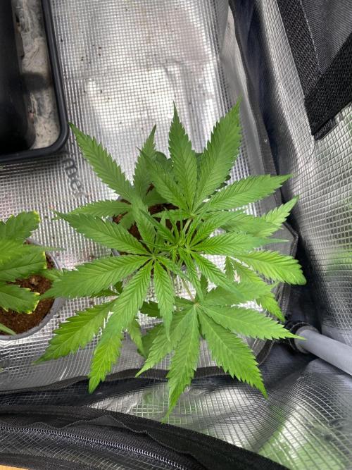 🦍🍪GorillaCookiesFF# Backup cut. Week 3