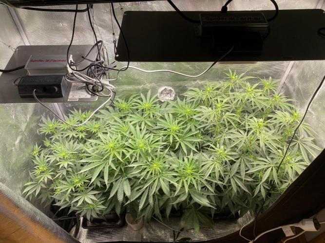 🦍🍪Gorilla Cookies FF# Phenohunt. Week 7