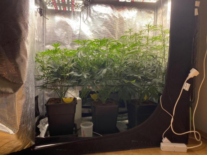 🦍🍪Gorilla Cookies FF# Phenohunt. Week 7