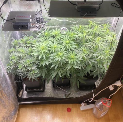 🦍🍪Gorilla Cookies FF# Phenohunt. Week 7