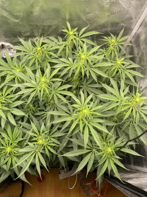 🦍🍪Gorilla Cookies FF# Phenohunt. Week 7