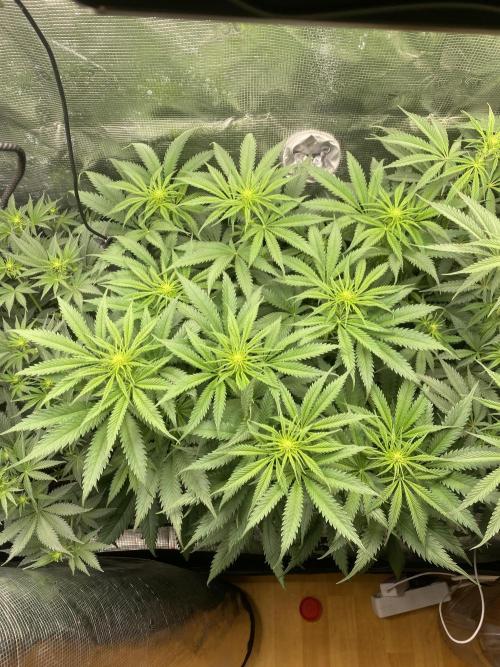 🦍🍪Gorilla Cookies FF# Phenohunt. Week 7