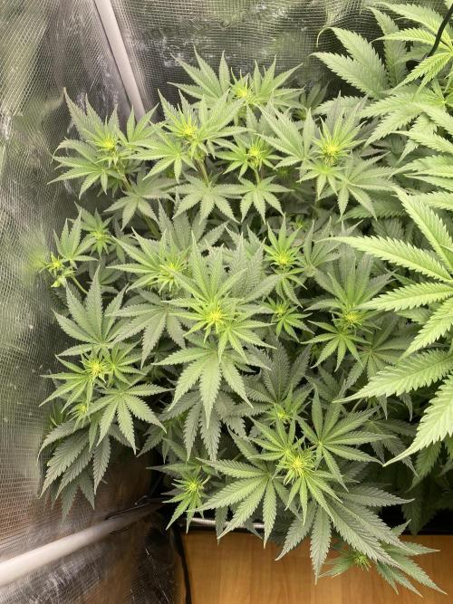 🦍🍪Gorilla Cookies FF# Phenohunt. Week 7