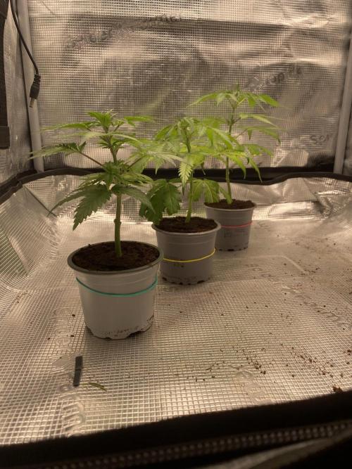 🦍🍪GorillaCookiesFF# Backup cut. Week 3