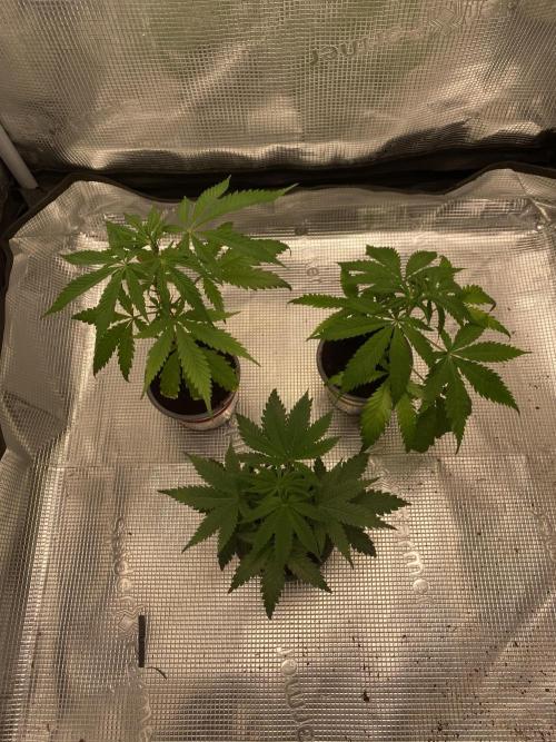 🦍🍪GorillaCookiesFF# Backup cut. Week 3