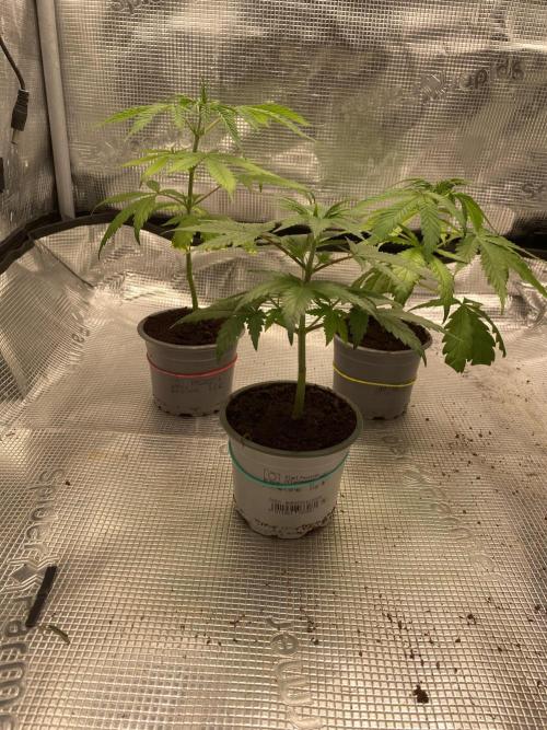 🦍🍪GorillaCookiesFF# Backup cut. Week 3