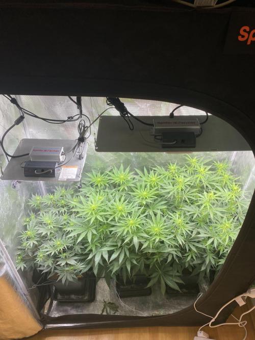 🦍🍪Gorilla Cookies FF# Phenohunt. Week 7