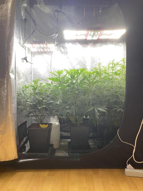 🦍🍪Gorilla Cookies FF# Phenohunt. Week 7