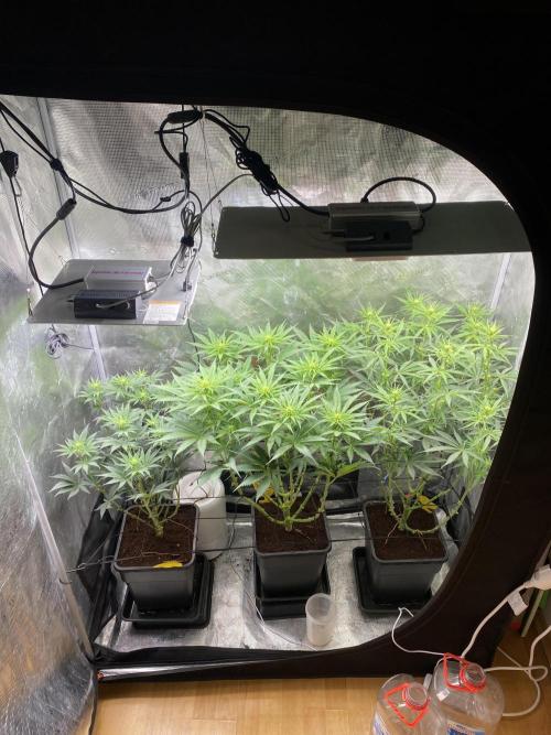 🦍🍪Gorilla Cookies FF# Phenohunt. Week 7