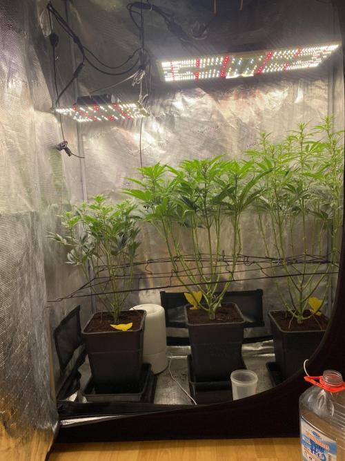 🦍🍪Gorilla Cookies FF# Phenohunt. Week 7