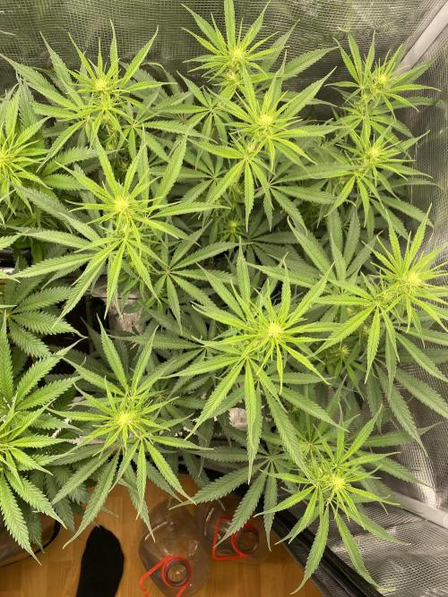 🦍🍪Gorilla Cookies FF# Phenohunt. Week 7