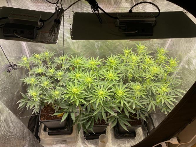 🦍🍪Gorilla Cookies FF# Phenohunt. Week 7