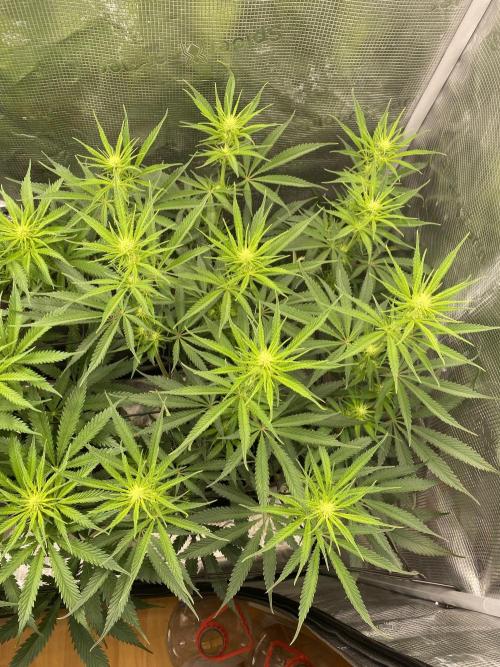 🦍🍪Gorilla Cookies FF# Phenohunt. Week 7