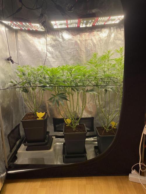 🦍🍪Gorilla Cookies FF# Phenohunt. Week 7