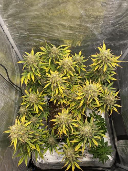Runtz Auto. Week 9