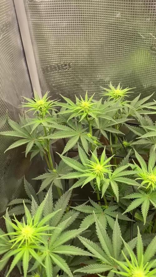 🦍🍪Gorilla Cookies FF# Phenohunt