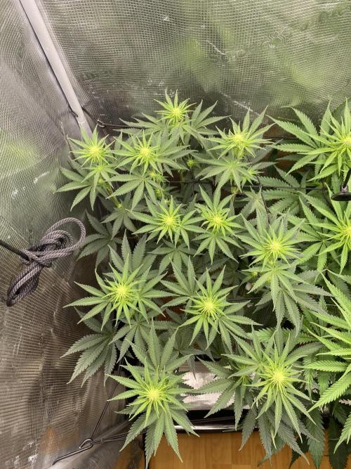 🦍🍪Gorilla Cookies FF# Phenohunt. Week 8