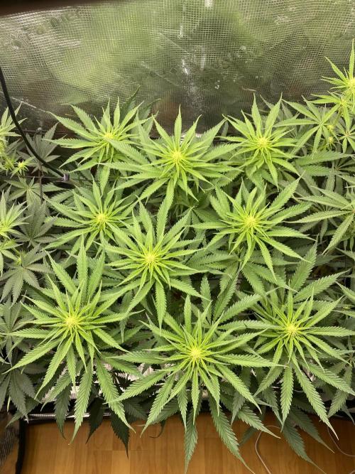 🦍🍪Gorilla Cookies FF# Phenohunt. Week 8