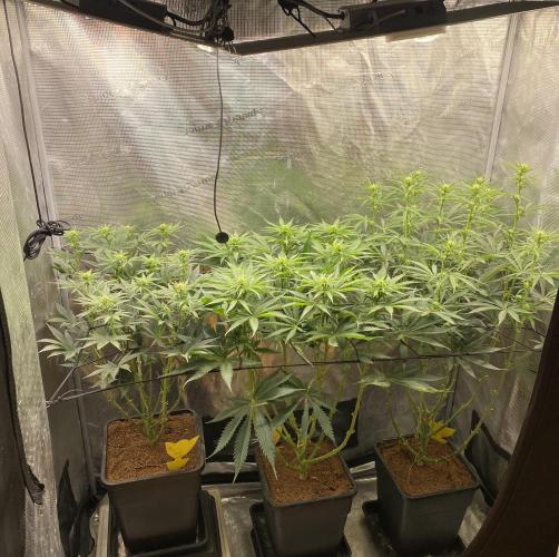 🦍🍪Gorilla Cookies FF# Phenohunt. Week 8