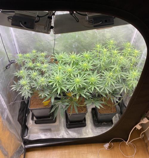 🦍🍪Gorilla Cookies FF# Phenohunt. Week 8