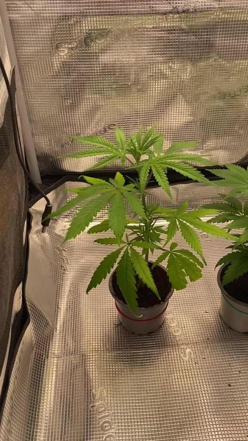 🦍🍪GorillaCookiesFF# Backup cut