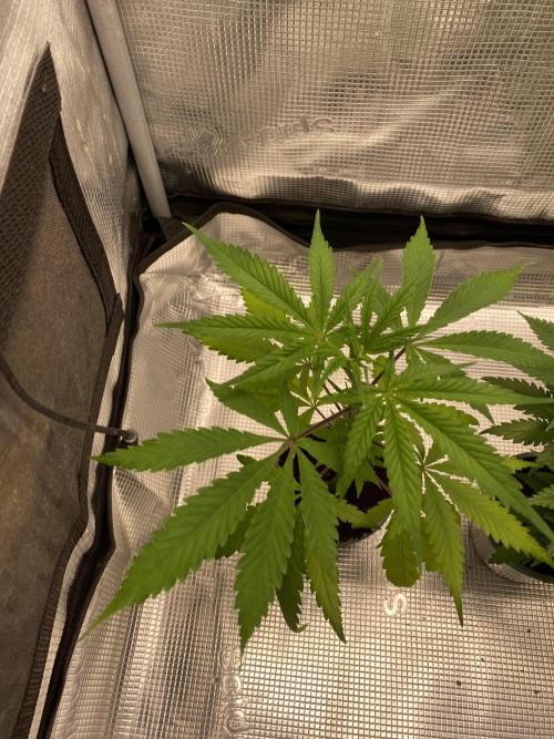 🦍🍪GorillaCookiesFF# Backup cut. Week 4