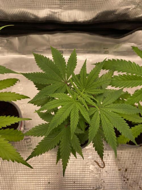 🦍🍪GorillaCookiesFF# Backup cut. Week 4