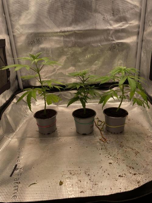 🦍🍪GorillaCookiesFF# Backup cut. Week 4