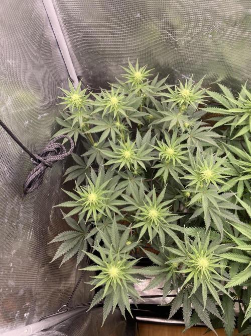 🦍🍪Gorilla Cookies FF# Phenohunt. Week 8