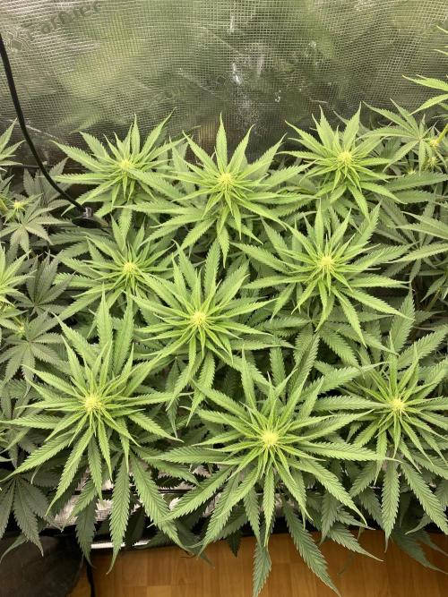 🦍🍪Gorilla Cookies FF# Phenohunt. Week 8