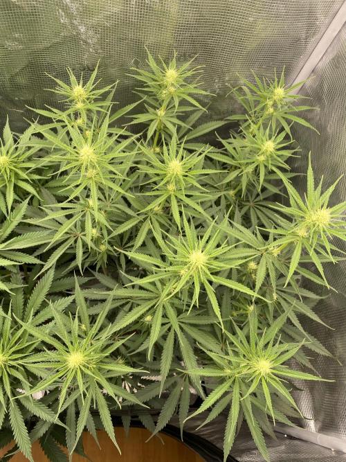 🦍🍪Gorilla Cookies FF# Phenohunt. Week 8