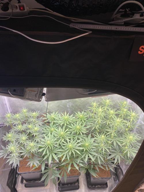 🦍🍪Gorilla Cookies FF# Phenohunt. Week 8