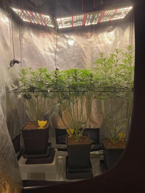 🦍🍪Gorilla Cookies FF# Phenohunt. Week 8