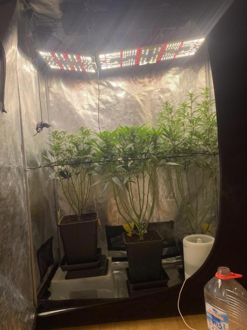 🦍🍪Gorilla Cookies FF# Phenohunt. Week 8