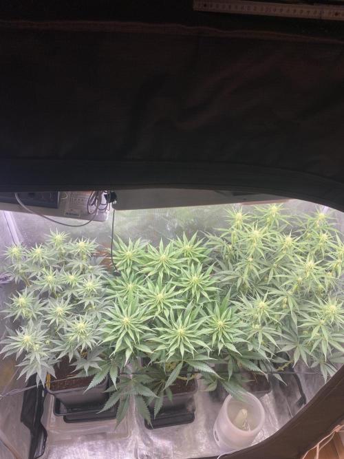 🦍🍪Gorilla Cookies FF# Phenohunt. Week 8