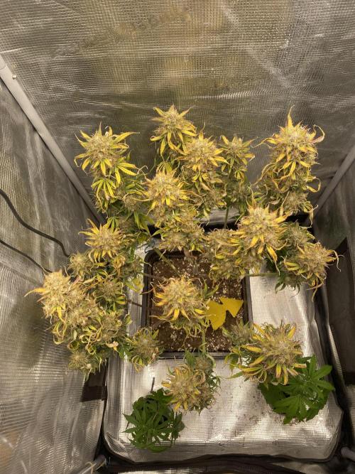 Runtz Auto. Week 9