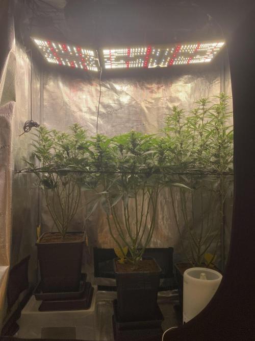 🦍🍪Gorilla Cookies FF# Phenohunt. Week 8