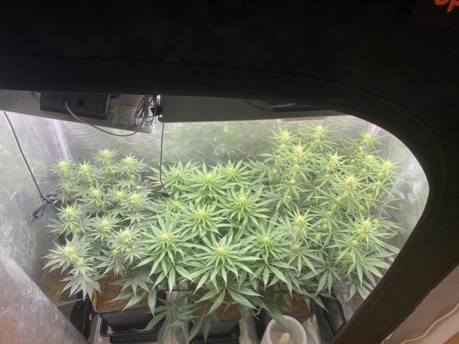 🦍🍪Gorilla Cookies FF# Phenohunt. Week 8