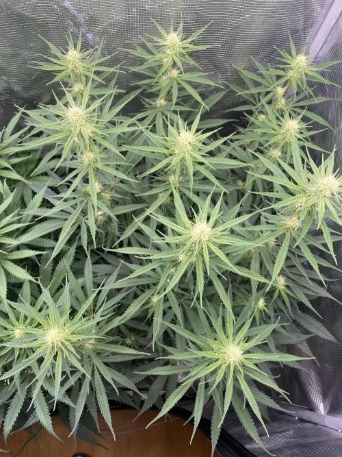 🦍🍪Gorilla Cookies FF# Phenohunt. Week 8