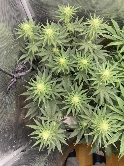 🦍🍪Gorilla Cookies FF# Phenohunt. Week 8