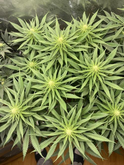 🦍🍪Gorilla Cookies FF# Phenohunt. Week 8