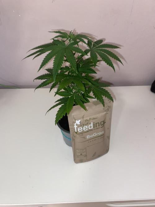 🦍🍪GorillaCookiesFF# Backup cut. Week 4