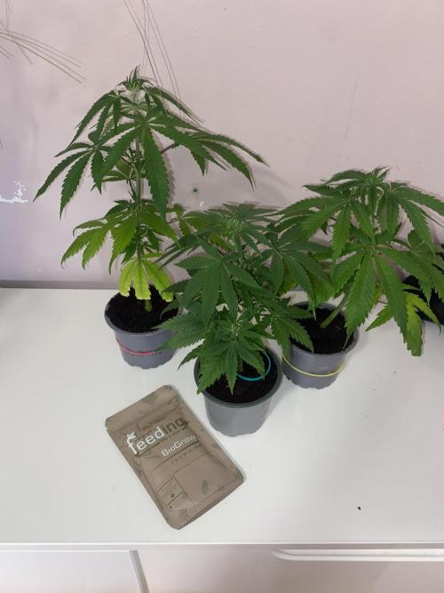 🦍🍪GorillaCookiesFF# Backup cut. Week 4