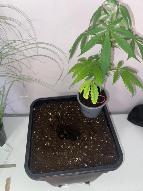 🦍🍪GorillaCookiesFF# Backup cut. Week 4