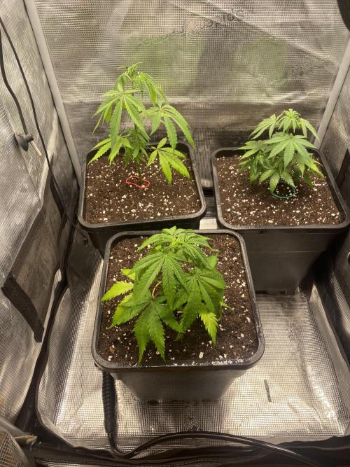 🦍🍪GorillaCookiesFF# Backup cut. Week 4