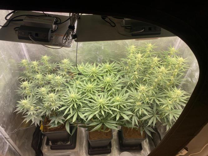 🦍🍪Gorilla Cookies FF# Phenohunt. Week 8