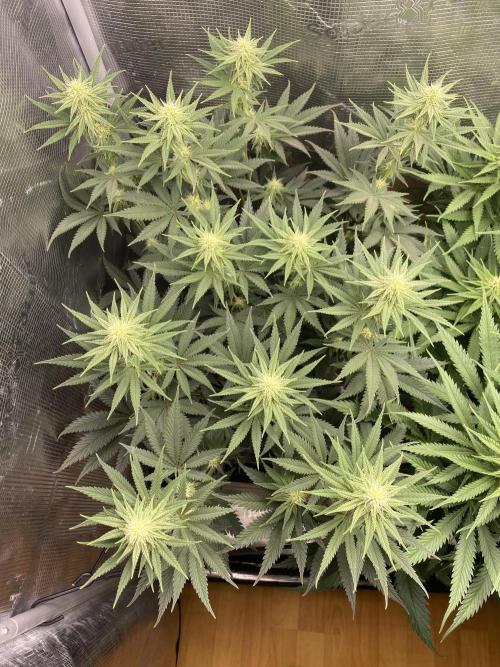 🦍🍪Gorilla Cookies FF# Phenohunt. Week 8