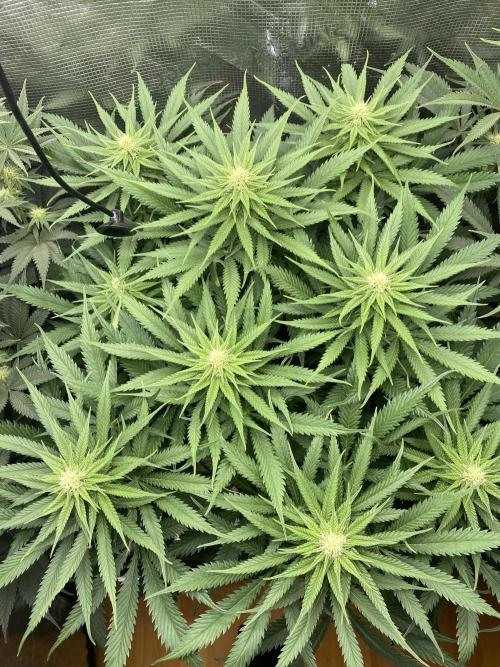 🦍🍪Gorilla Cookies FF# Phenohunt. Week 8